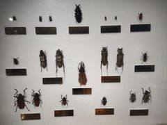 -上海昆虫博物馆
