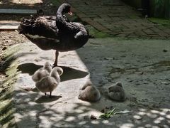 -常州淹城野生动物世界