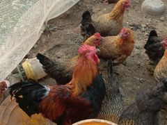 -沃合农家小馆(半壁街店)