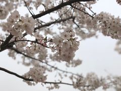 -香雪海