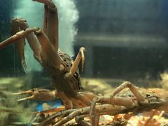 -蟹之国·精品蟹料理(极地店)