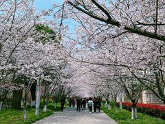 -高东镇樱花园