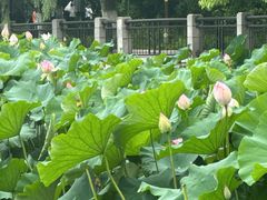 -南通博物苑-崇川人民公园