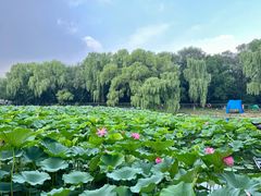 -北陵公园