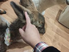 -猫色咖啡·猫咖