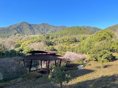 -逸廊大堂吧-下午茶·简餐-千岛湖自由洲际殿