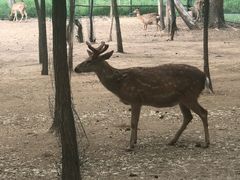 -大连铭湖国际观光牧场