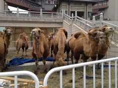 -西安大唐西市博物馆