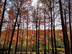 -上海海湾国家森林公园