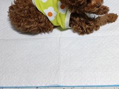 -半岛宠物医院24小时(科华中路店)