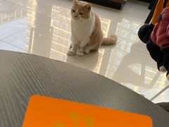 -诺比宠物医院心脏内科·泌尿肾内外科·骨科急重症