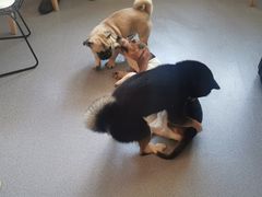 -喜柴咖啡·柴犬狗咖