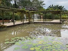 -中国科学院西双版纳热带植物园