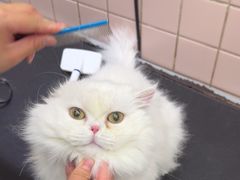 -FAELING PETS美天灵宠物(富力广场店)