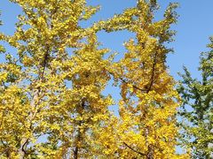 -汉长安城未央宫国家考古遗址公园