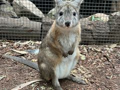 -费瑟代尔野生动物园