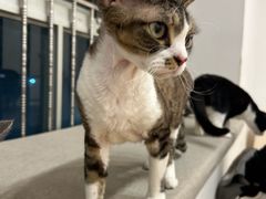 -有喵·猫咖·狗咖·30几只猫10只小狗(岗厦店)