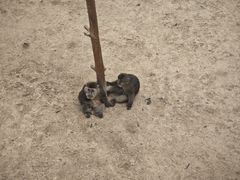 -西霞口神雕山野生动物世界