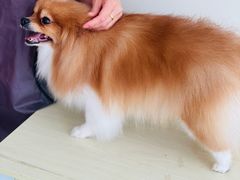 -德元·美联众合24小时动物医院(总院)