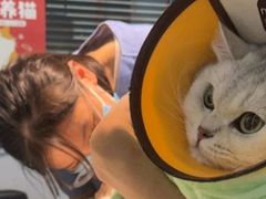 -御宝贝·A梦猫科宠物医院(国际猫友好医院)