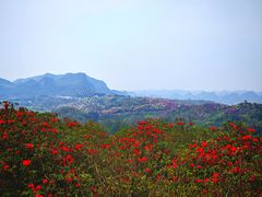 -贵州百里杜鹃风景名胜区