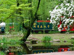 -上海共青森林公园