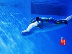 -芜湖新华联大白鲸海洋公园