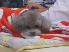 -宠颐生宠物医院·骨外科·犬猫全科诊疗中心(池州店)