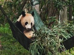 -成都大熊猫繁育研究基地