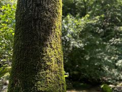 -本溪汤沟绿石谷森林公园