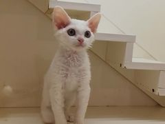 -十年猫舍·猫咪专门店(普陀店)