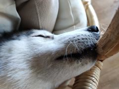 -Husky Go! 哈士奇体验馆·宠物咖啡厅狗咖