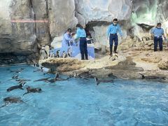 -帝企鹅自助餐厅•儿童岛•真企鹅(长隆企鹅酒店)