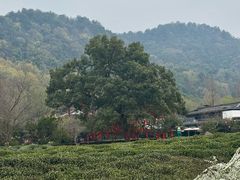 -中国茶叶博物馆(双峰馆区)