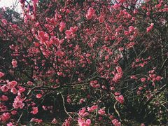-花溪公园