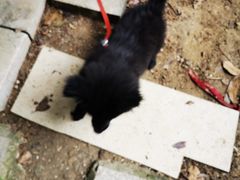 -关爱宠物医院·猫科中心·消化科(滨湖万达分院)