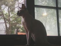 -李小姐の猫咖啡馆(五角场店)