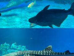 -烟台海昌鲸鲨海洋公园