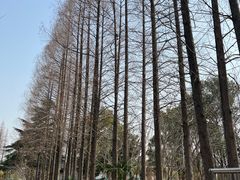 -水杉园