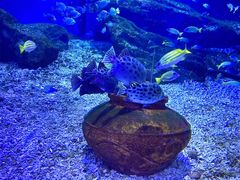 -海合安武汉极地海洋公园
