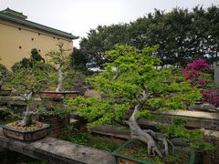 -广东圆玄道观