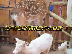 -正佳雨林生态植物园