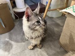 -楼上猫咖(罗湖店)