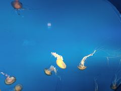 -太平洋海底世界