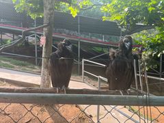 -西霞口神雕山野生动物世界