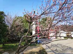 -香雪海