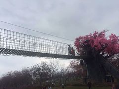 -天适樱花悠乐园