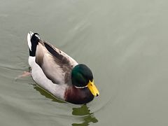 -合肥滨湖国家森林公园