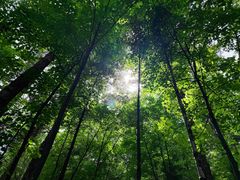 -五营红松林海景区