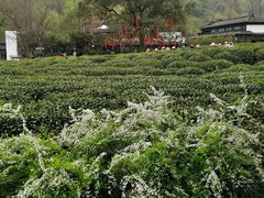 -中国茶叶博物馆(双峰馆区)